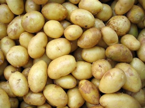 where did Burbank potatoes originate